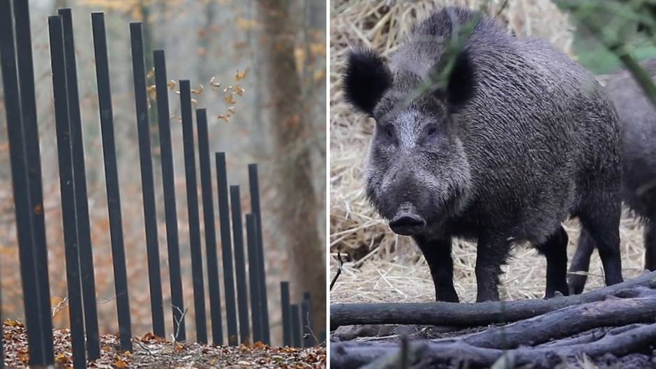 Ein Zaun in Dänemark soll ein Bollwerk zum Schutz der heimischen Schweinezucht vor der Afrikanischen Schweinepest werden.