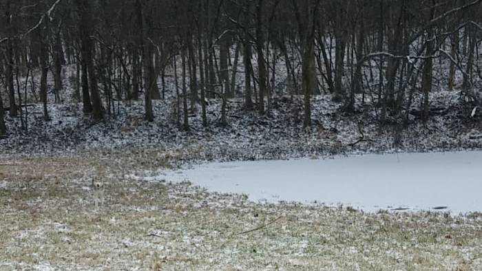Auf einer reifüberzogenen Wiese mit einem zugefrorenen Teich und Bäumen im Hintergrund steht ein Husky