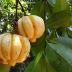 Bessere Gesundheit mit Garcinia Cambogia
