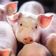 Warum 13 Millionen Schweine im Müll landen