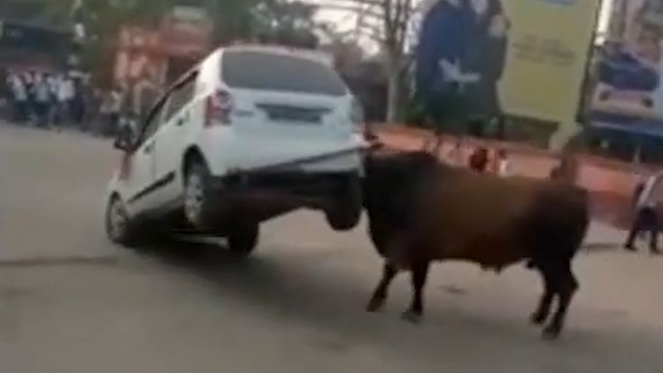 Dieser Bulle in Nordindien nimmt ein Auto auf die Hörner.