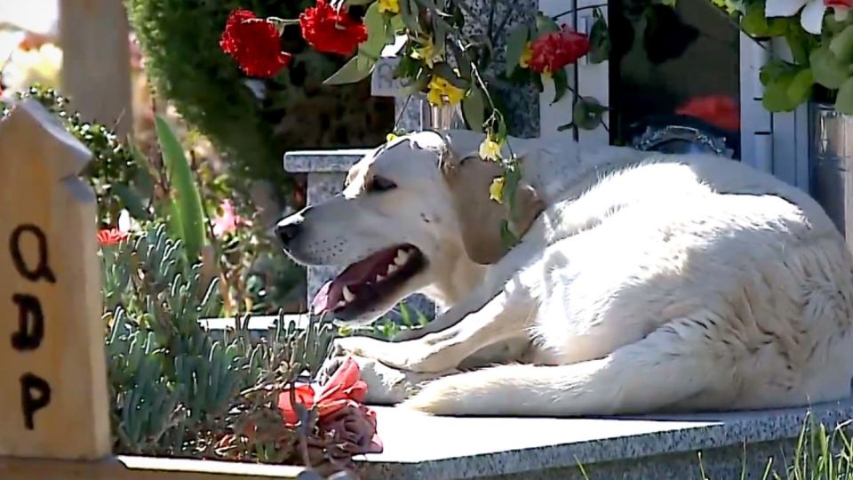 Hund Bobby kommt seit drei Jahren täglich ans Grab seines Herrchens.