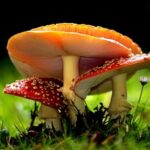 Der giftige Pilz, der Wissenschaftler und Schamanen gleichermaßen fasziniert hat