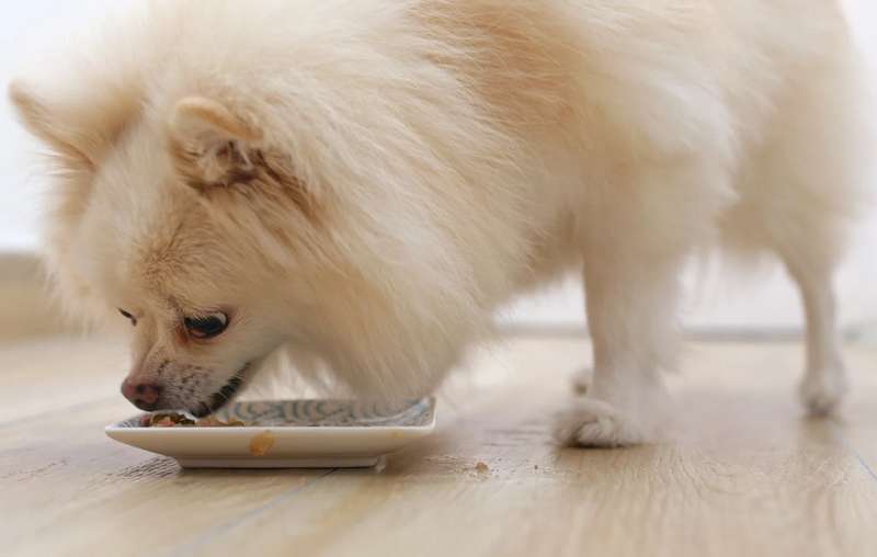 Hundefutter für kleine Rassen 