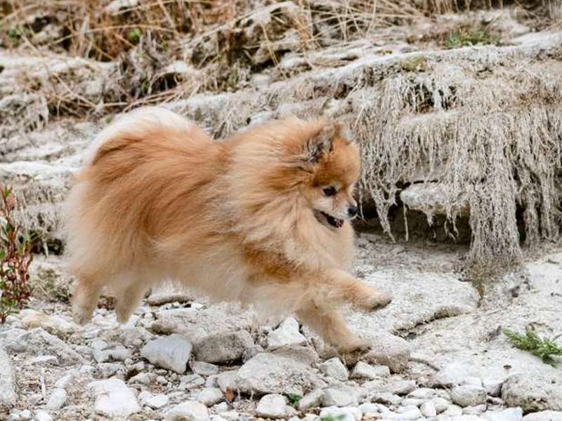 Pomeranian ist ein idealer Begleiter