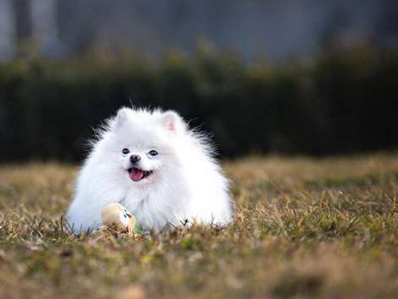 Pomeranian zählt zu den beliebtesten Zwerghunderassen weltweit